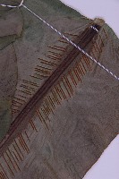 南洋山蘇花藏品圖，第3張