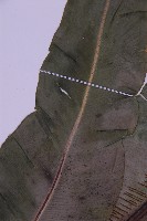 南洋山蘇花藏品圖，第4張