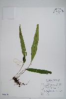 鱗瓦葦、長柄瓦葦藏品圖，第1張