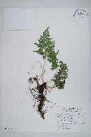 日本金粉蕨藏品圖，第1張