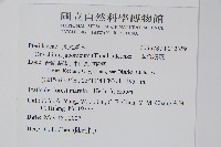 日本金粉蕨藏品圖，第2張