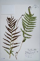 毛蕨藏品圖，第1張