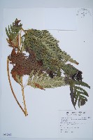 臺灣狗脊蕨藏品圖，第1張