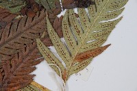 臺灣狗脊蕨藏品圖，第3張