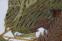 臺灣狗脊蕨藏品圖，第4張