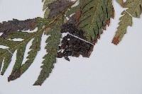 臺灣狗脊蕨藏品圖，第5張