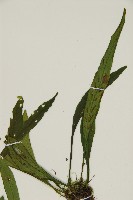 劍葉鐵角蕨、箭葉鐵角蕨藏品圖，第3張