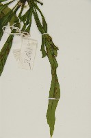 劍葉鐵角蕨、箭葉鐵角蕨藏品圖，第5張