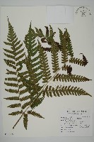 黃腺羽蕨藏品圖，第1張