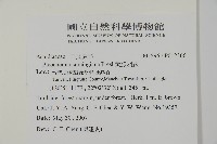 黃腺羽蕨藏品圖，第2張