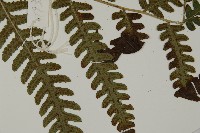 黃腺羽蕨藏品圖，第3張