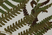 黃腺羽蕨藏品圖，第4張