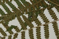 黃腺羽蕨藏品圖，第5張