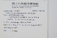 達邊蕨藏品圖，第2張