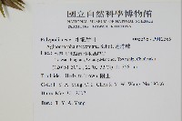 連珠蕨藏品圖，第2張