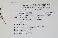 柳葉劍蕨藏品圖，第2張