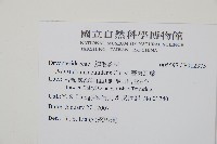 臺東耳蕨藏品圖，第2張