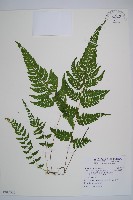 邊緣鱗蓋蕨藏品圖，第1張