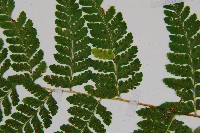 邊緣鱗蓋蕨藏品圖，第5張