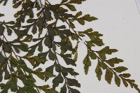 大黑柄鐵角蕨藏品圖，第6張