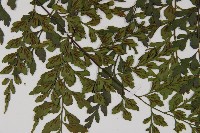 大黑柄鐵角蕨藏品圖，第7張