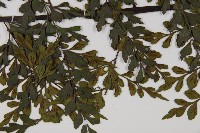 大黑柄鐵角蕨藏品圖，第8張