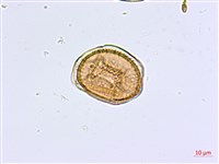 大黑柄鐵角蕨藏品圖，第3張