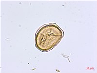 大黑柄鐵角蕨藏品圖，第4張