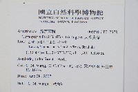 大葉貞蕨藏品圖，第2張