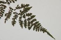 大葉貞蕨藏品圖，第3張