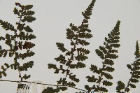 大葉貞蕨藏品圖，第4張