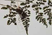 大葉貞蕨藏品圖，第5張