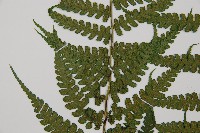 奄美雙蓋蕨藏品圖，第3張