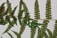 奄美雙蓋蕨藏品圖，第4張