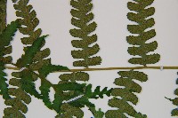 奄美雙蓋蕨藏品圖，第5張