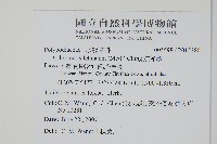 肢節蕨藏品圖，第2張