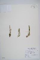 相馬氏石松藏品圖，第1張