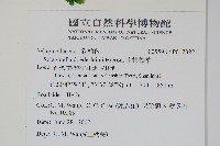 生根卷柏藏品圖，第2張