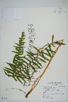 倒葉瘤足蕨藏品圖，第1張