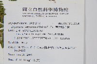臺灣鱗毛蕨藏品圖，第2張