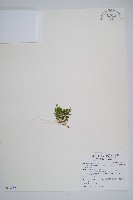 長柄千層塔藏品圖，第1張