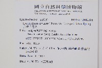 長柄千層塔藏品圖，第2張