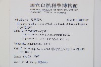 單葉雙蓋蕨藏品圖，第2張