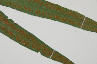 單葉雙蓋蕨藏品圖，第3張