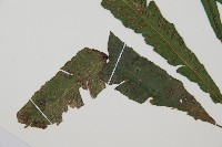 單葉雙蓋蕨藏品圖，第5張