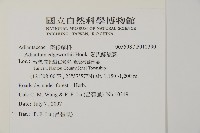 愛氏鐵線蕨藏品圖，第2張