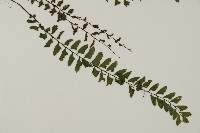 愛氏鐵線蕨藏品圖，第3張