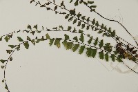 愛氏鐵線蕨藏品圖，第4張