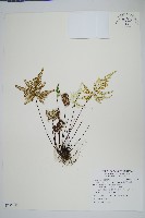 長柄粉背蕨藏品圖，第1張