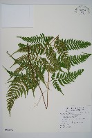 長葉鱗毛蕨藏品圖，第1張